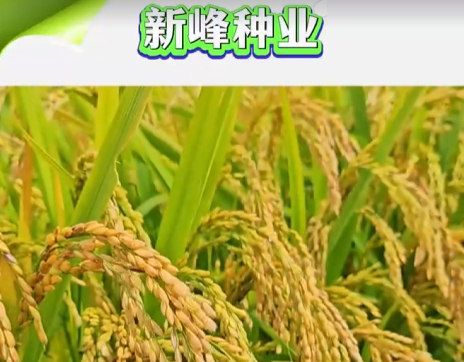 案例视频-新峰种业