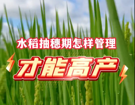 案例视频-雨禾公司水稻品种